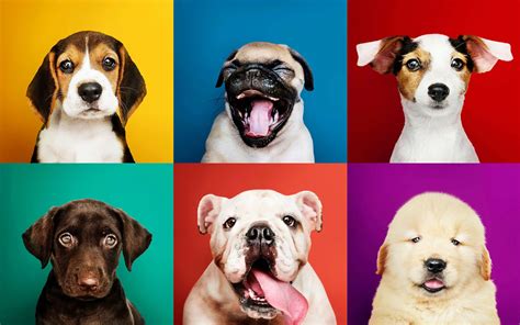 pet designer